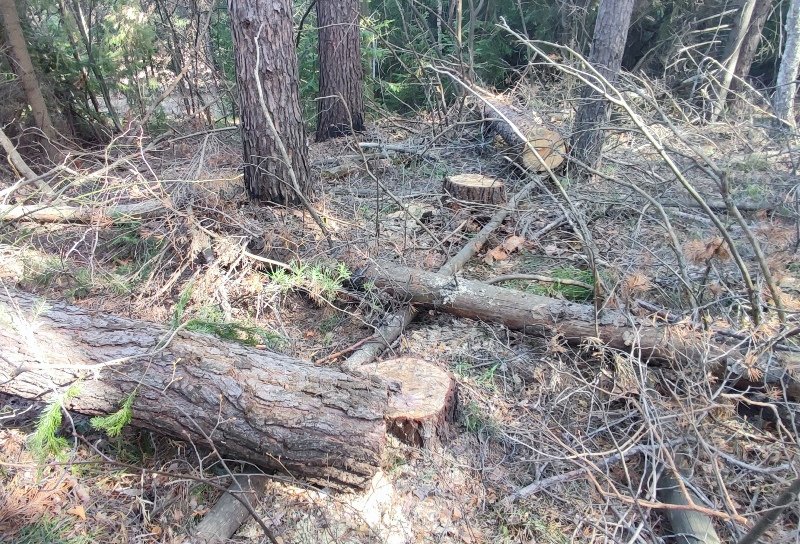 Житель Еловского муниципального округа обвиняется в незаконной рубке лесных насаждений